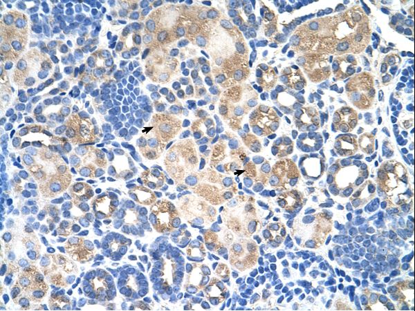 SLC38A1 antibody LS-C40426 was used in IHC to stain formalin-fixed, paraffin-embedded human kidney.