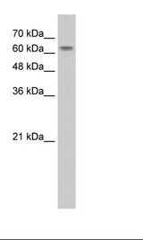 HepG2 Cell Lysate