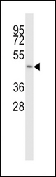 SLC38A5 Antibody western blot of 293 cell line lysates (35 ug/lane). The SLC38A5 antibody detected the SLC38A5 protein (arrow).