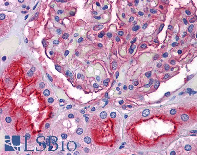 Anti-SLC39A10 antibody IHC of human kidney. Immunohistochemistry of formalin-fixed, paraffin-embedded tissue after heat-induced antigen retrieval. Antibody LS-B5357 concentration 5 ug/ml.