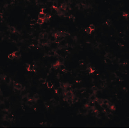 Immunofluorescence of ZIP10 in human spleen tissue with ZIP10 antibody at 20 ug/ml.