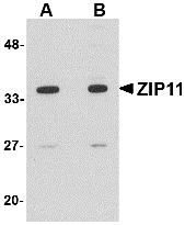 Western blot of ZIP11 in mouse kidney tissue lysate with ZIP11 antibody at (A) 1 and (B) 2 ug/ml.