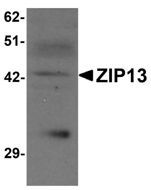 Western blot analysis of ZIP13 in K562 cell lysate with ZIP13 antibody at 1 ug/ml.