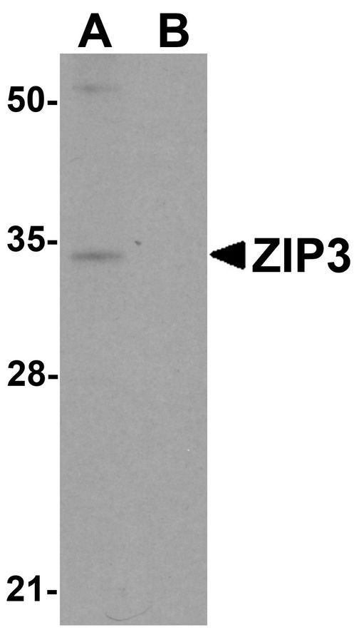 Western blot analysis of ZIP3 in mouse lung tissue lysate with ZIP3 antibody at 1 ug/ml in (A) the absence and (B) the presence of blocking peptide.