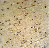 S39A3 Antibody IHC of formalin-fixed and paraffin-embedded mouse brain tissue followed by peroxidase-conjugated secondary antibody and DAB staining.