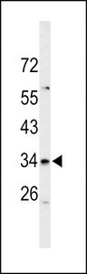 Western blot of S39A3 Antibody in mouse cerebellum tissue lysates (35 ug/lane). S39A3 (arrow) was detected using the purified antibody.