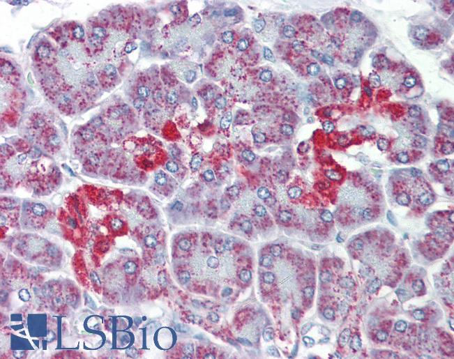 Anti-SLC39A5 antibody IHC of human pancreas. Immunohistochemistry of formalin-fixed, paraffin-embedded tissue after heat-induced antigen retrieval. Antibody LS-B3557 concentration 5 ug/ml.