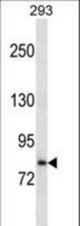SLC39A6 Antibody western blot of 293 cell line lysates (35 ug/lane). The SLC39A6 antibody detected the SLC39A6 protein (arrow).