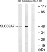 Western blot of extracts from 293/COLO cells, using SLC39A7 Antibody. The lane on the right is treated with the synthesized peptide.