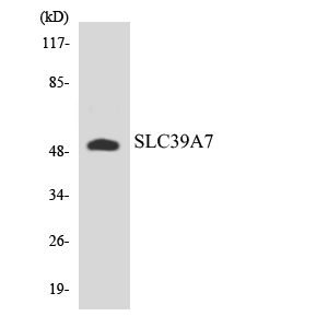 Western blot of the lysates from HUVEC cells using SLC39A7 antibody.