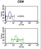 S39A8 Antibody flow cytometry of CEM cells (bottom histogram) compared to a negative control cell (top histogram). FITC-conjugated goat-anti-rabbit secondary antibodies were used for the analysis.