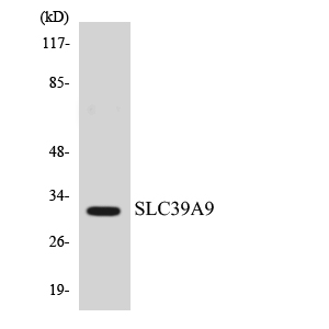 Western blot of the lysates from HeLa cells using SLC39A9 antibody.