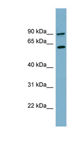 SLC3A1 antibody LS-C110813 Western blot of PANC1 cell lysate.
