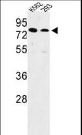 Western blot of SLC3A1 Antibody in K562, 293 cell line lysates (35 ug/lane). SLC3A1 (arrow) was detected using the purified antibody.