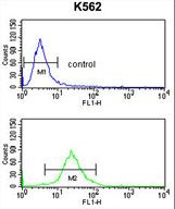 SLC3A1 Antibody flow cytometry of K562 cells (bottom histogram) compared to a negative control cell (top histogram). FITC-conjugated goat-anti-rabbit secondary antibodies were used for the analysis.