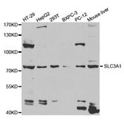 Western blot analysis of extracts of various cell lines, using SLC3A1 antibody.