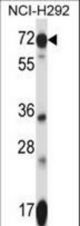 SLC41A2 Antibody western blot of NCI-H292 cell line lysates (35 ug/lane). The SLC41A2 antibody detected the SLC41A2 protein (arrow).