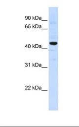 Hela cell lysate. Antibody concentration: 1.0 ug/ml. Gel concentration: 12%.