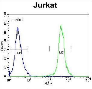 SLC43A2 Antibody flow cytometry of Jurkat cells (right histogram) compared to a negative control cell (left histogram). FITC-conjugated goat-anti-rabbit secondary antibodies were used for the analysis.
