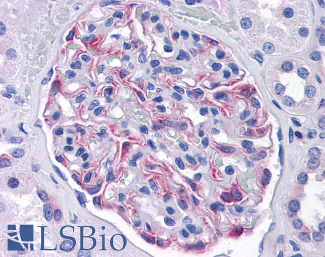 Anti-SLC44A2 antibody IHC of human kidney. Immunohistochemistry of formalin-fixed, paraffin-embedded tissue after heat-induced antigen retrieval. Antibody LS-B4532 concentration 10 ug/ml.