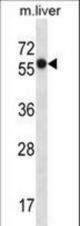 SLC45A3 Antibody western blot of mouse liver tissue lysates (35 ug/lane). The SLC45A3 antibody detected the SLC45A3 protein (arrow).