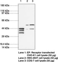 Western blot of PTGER1 / EP1 antibody LS-B6942.