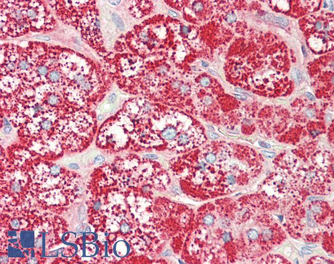 Anti-SLC47A1 / MATE1 antibody IHC staining of human adrenal. Immunohistochemistry of formalin-fixed, paraffin-embedded tissue after heat-induced antigen retrieval.