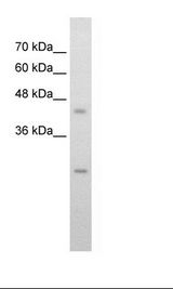 HepG2 Cell Lysate