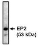 Western blot of EP2 antibody on bovine brain lysate at 1 ug/ml.