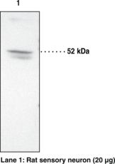 Western blot of PTGER2 / EP2 antibody LS-C146659.
