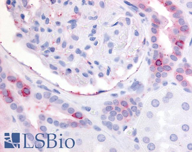 Anti-EP2 antibody LS-A4189 IHC of human kidney. Immunohistochemistry of formalin-fixed, paraffin-embedded tissue after heat-induced antigen retrieval.