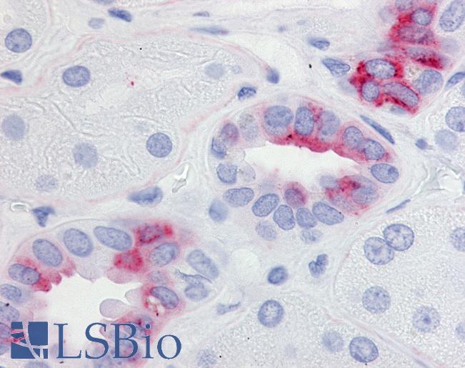 Anti-EP2 antibody LS-A4219 IHC of human kidney. Immunohistochemistry of formalin-fixed, paraffin-embedded tissue after heat-induced antigen retrieval.