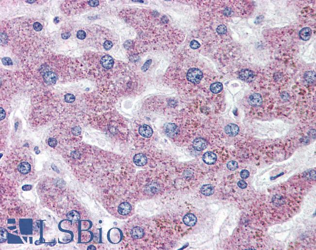 Anti-SLC5A11 antibody LS-A2798 IHC of human liver. Immunohistochemistry of formalin-fixed, paraffin-embedded tissue after heat-induced antigen retrieval.