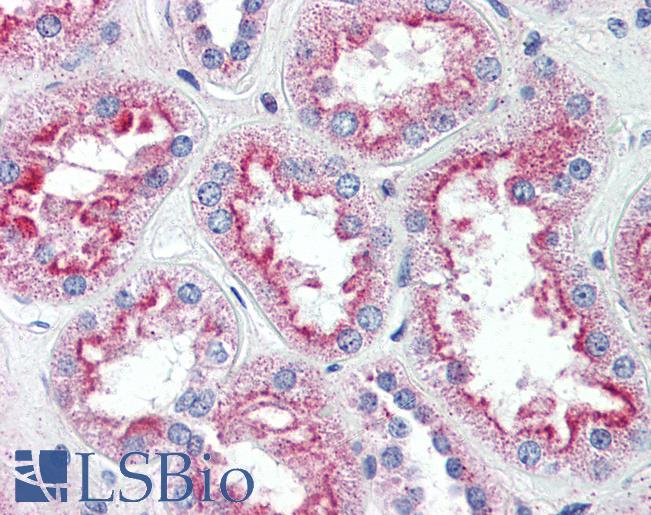 Anti-SLC5A11 antibody LS-A2798 IHC of human kidney. Immunohistochemistry of formalin-fixed, paraffin-embedded tissue after heat-induced antigen retrieval.
