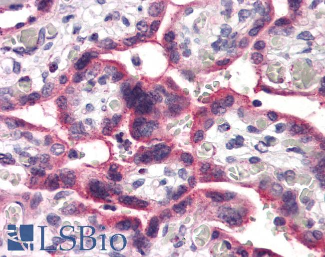 Anti-SLC5A6 antibody LS-A9768 IHC of human placenta. Immunohistochemistry of formalin-fixed, paraffin-embedded tissue after heat-induced antigen retrieval.