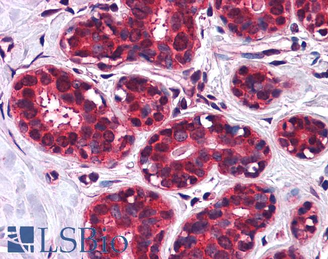 Anti-SLC5A6 antibody LS-A8757 IHC of human breast. Immunohistochemistry of formalin-fixed, paraffin-embedded tissue after heat-induced antigen retrieval.