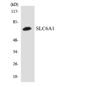 Western blot of the lysates from HeLa cells using SLC6A1 antibody.