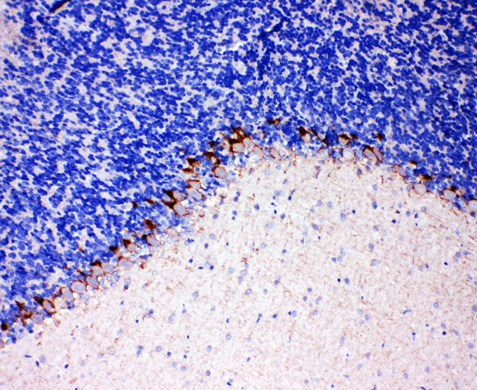 SLC6A1 / GAT-1 antibody. IHC(P): Rat Brain Tissue.
