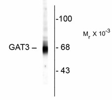 Western blot of rat hippocampal homogenate showing specific immunolabeling of the ~67k GAT-3 protein.