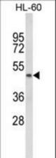 Western blot of PTGER2 Antibody in HL-60 cell line lysates (35 ug/lane). PTGER2 (arrow) was detected using the purified antibody.