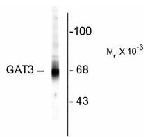 Western blot of rat hippocampal homogenate showing specific immunolabeling of the ~67k GAT-3 protein.