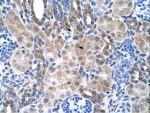 SLC6A18 antibody LS-C40454 was used in IHC to stain formalin-fixed, paraffin-embedded human kidney.