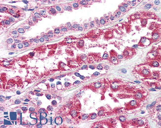 Anti-EP2 antibody LS-A967 IHC of human kidney. Immunohistochemistry of formalin-fixed, paraffin-embedded tissue after heat-induced antigen retrieval.