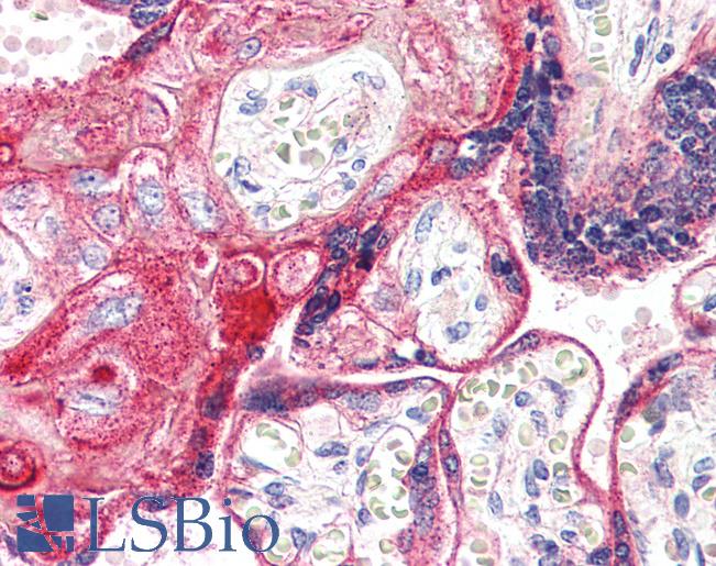 Anti-EP2 antibody LS-A967 IHC of human placenta. Immunohistochemistry of formalin-fixed, paraffin-embedded tissue after heat-induced antigen retrieval.