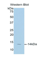 Western blot of recombinant SLC6A6 / Taurine Transporter.