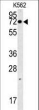 AAA1 Antibody western blot of K562 cell line lysates (35 ug/lane). The AAA1 antibody detected the AAA1 protein (arrow).