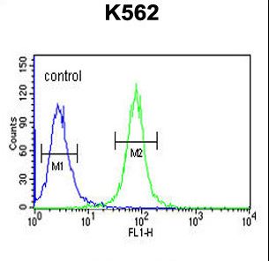 AAA1 Antibody flow cytometry of K562 cells (right histogram) compared to a negative control cell (left histogram). FITC-conjugated goat-anti-rabbit secondary antibodies were used for the analysis.
