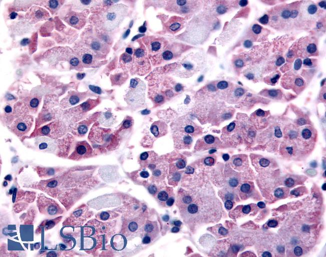 Anti-SLC7A11 antibody LS-A3434 IHC of human chief cells. Immunohistochemistry of formalin-fixed, paraffin-embedded tissue after heat-induced antigen retrieval.