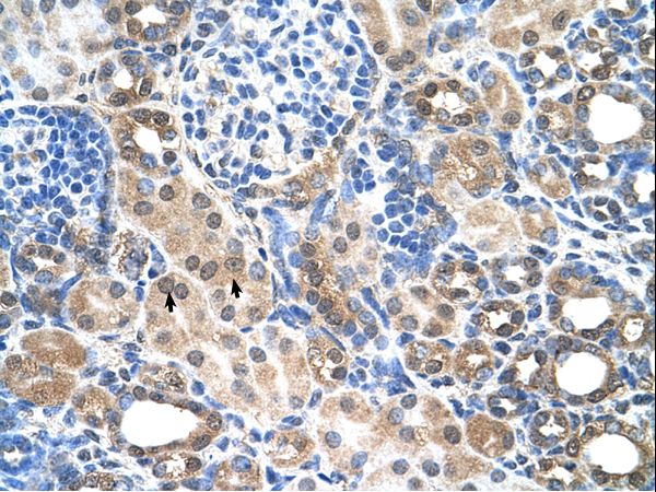 SLC7A14 antibody LS-C40439 was used in IHC to stain formalin-fixed, paraffin-embedded human kidney.