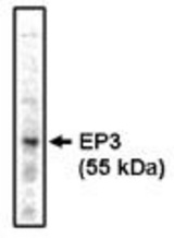 Western blot of EP3 antibody on bovine brain lysate at 1 ug/ml.